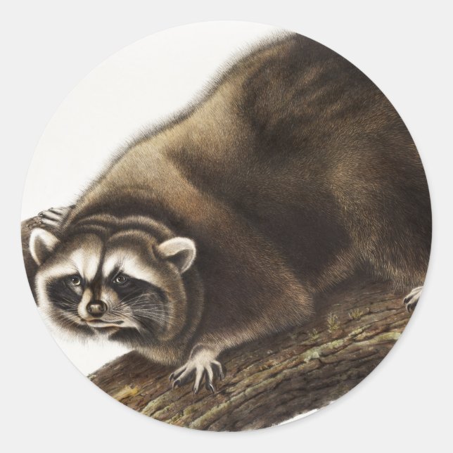 Raccoon (Procyon lotor) Illustration Classic Round Sticker