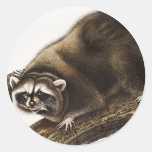 Raccoon (Procyon lotor) Illustration Classic Round Sticker