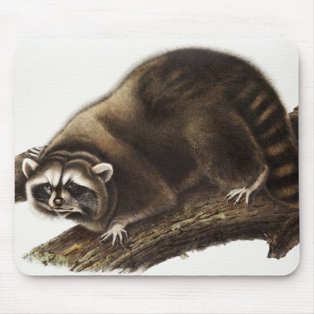 Raccoon (Procyon lotor) Illustration Mouse Pad (Front)