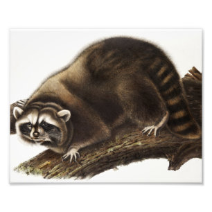 Raccoon (Procyon lotor) Illustration Photo Print