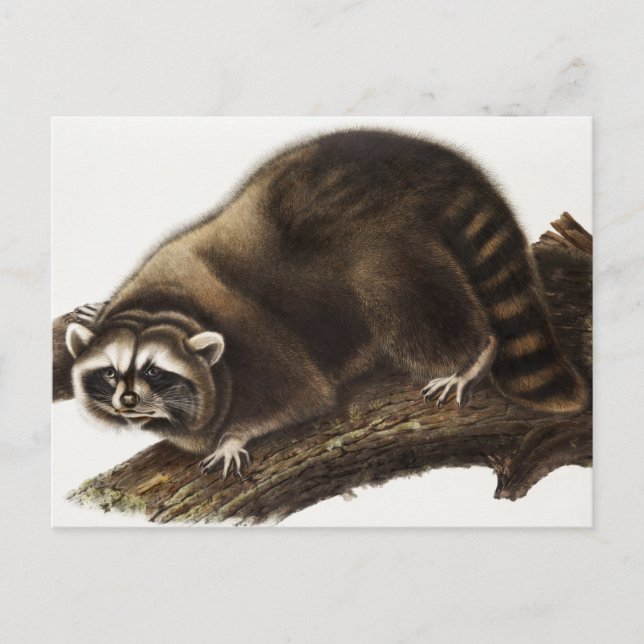 Raccoon (Procyon lotor) Illustration Postcard (Front)