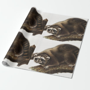 Raccoon (Procyon lotor) Illustration Wrapping Paper