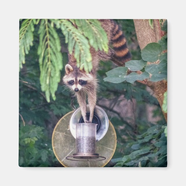 Raccoon Raiding the Bird Feeder Magnet (Front)