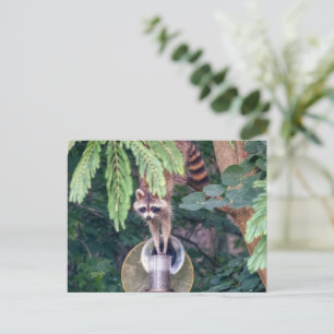 Raccoon Raiding the Bird Feeder Postcard
