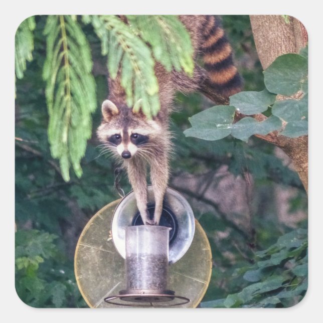 Raccoon Raiding the Bird Feeder Square Sticker (Front)