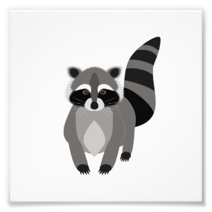 Raccoon Rascal Photo Print