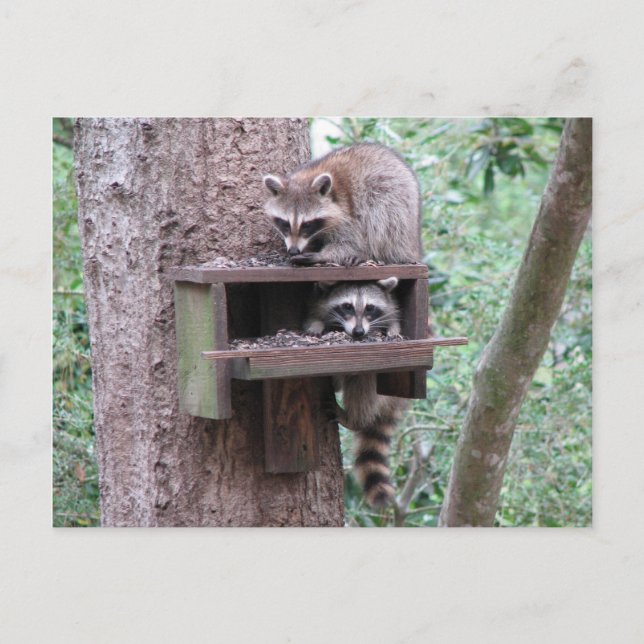 Raccoon Rascals Postcard (Front)