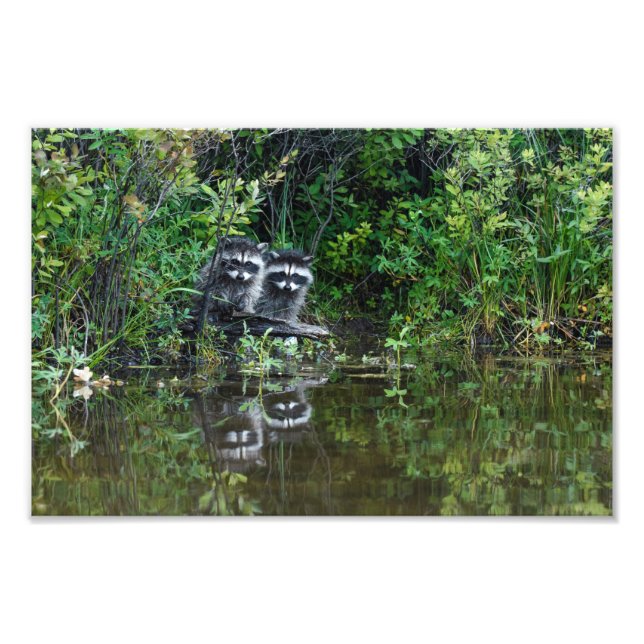Raccoon Reflections Photo Print (Front)