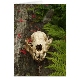 Raccoon Skull Old Log Ferns Red Bee Balm Petals