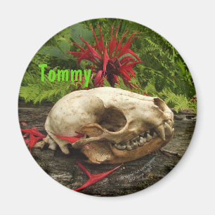 Raccoon skull old log with ferns and red Monarda Magnet