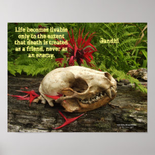 Raccoon skull old log with ferns and red Monarda Poster