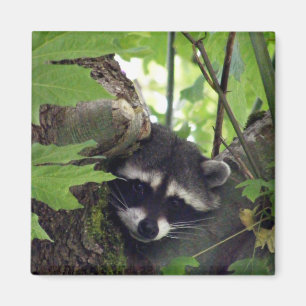 Raccoon sqr. magnet