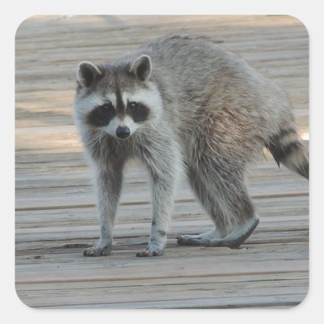 Raccoon Square Sticker (Front)
