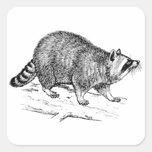 Raccoon Square Sticker
