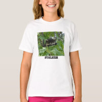 Raccoon Stalker - Women's T-Shirt
