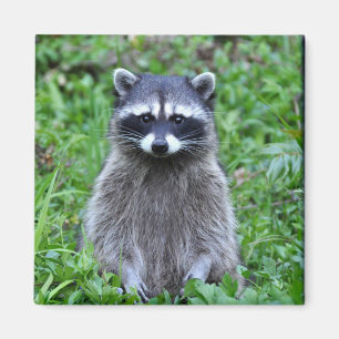Raccoon Standing Magnet