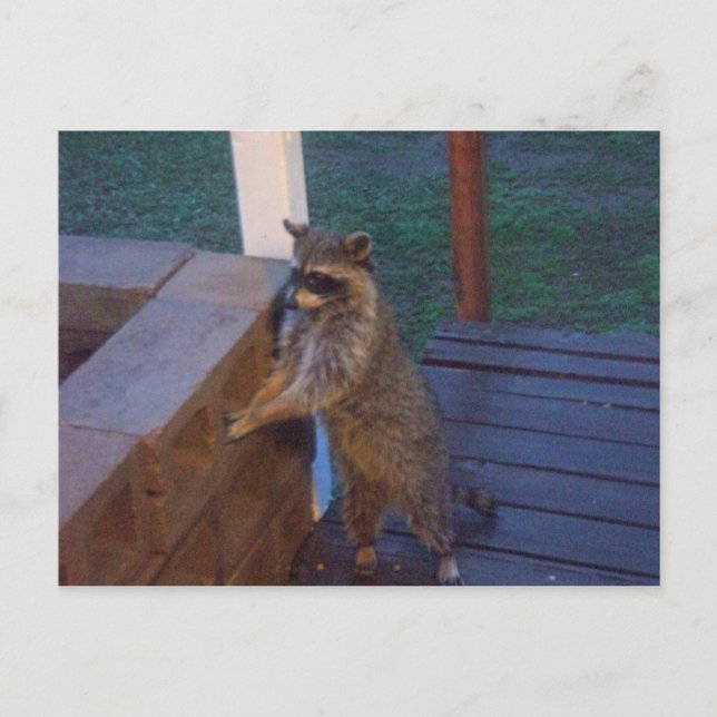 Raccoon Standing on Back Porch Postcard (Front)