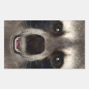 Raccoon Sticker
