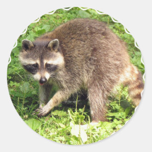 Raccoon Stickers