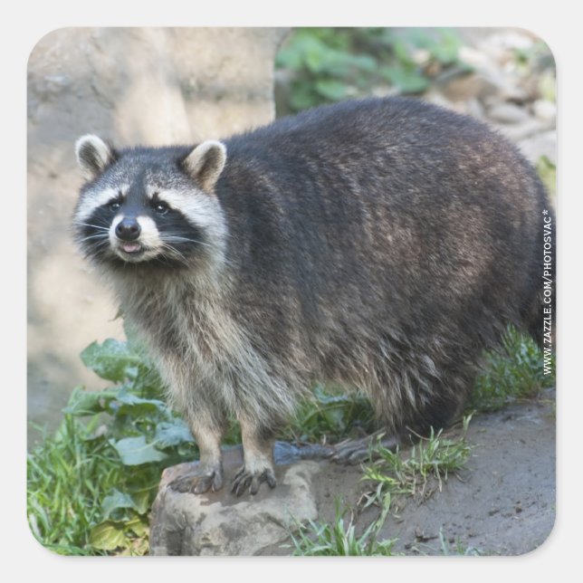 Raccoon Stickers (Front)
