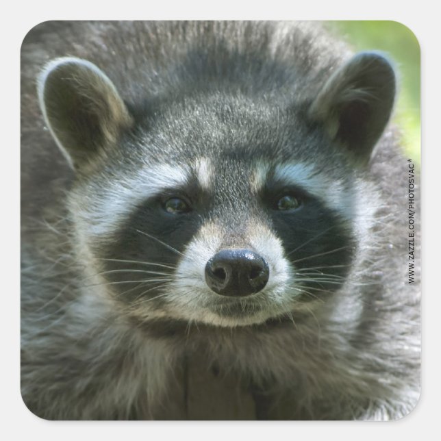 Raccoon Stickers (Front)