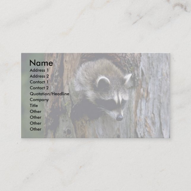 Raccoon-Summer-youngster in hollow tree Business Card (Front)