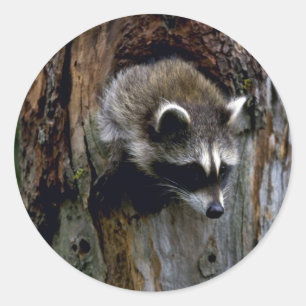 Raccoon-Summer-youngster in hollow tree Classic Round Sticker