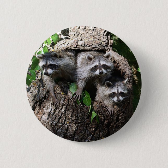 Raccoon - The Three Amigos 2 Inch Round Button (Front)
