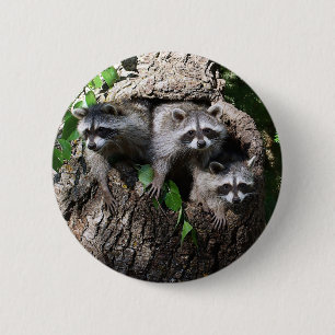 Raccoon - The Three Amigos 2 Inch Round Button