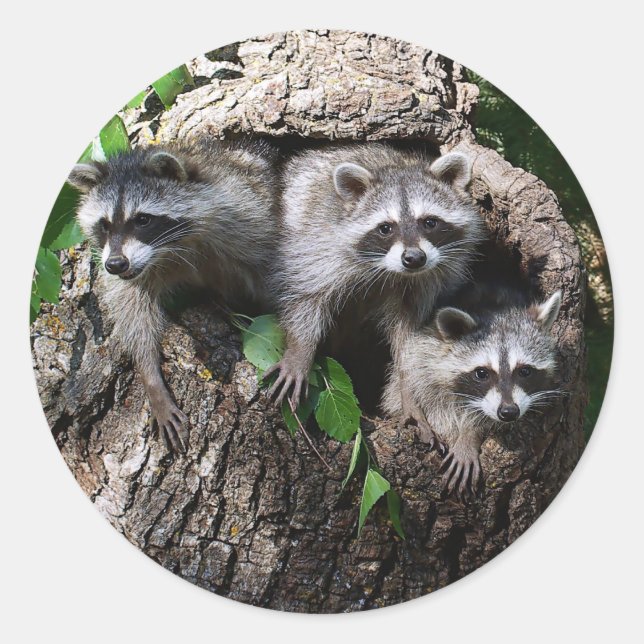 Raccoon - The Three Amigos Classic Round Sticker (Front)