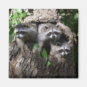 Raccoon - The Three Amigos Magnet