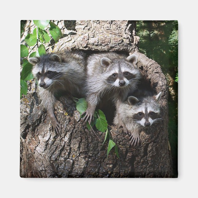 Raccoon - The Three Amigos Magnet (Front)