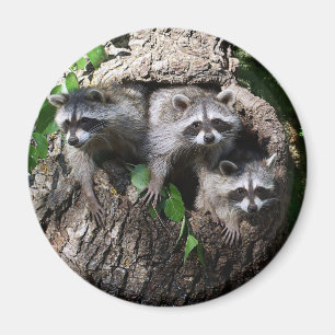 Raccoon - The Three Amigos Magnet