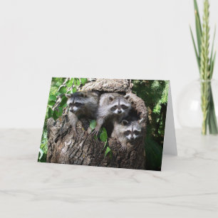 Raccoon - The Three Friends Card