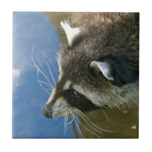 Raccoon Tile