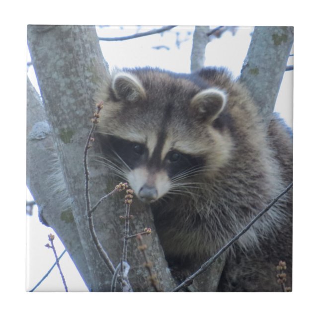Raccoon Tile (Front)