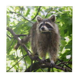 Raccoon Tile
