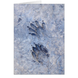 Raccoon Tracks--1