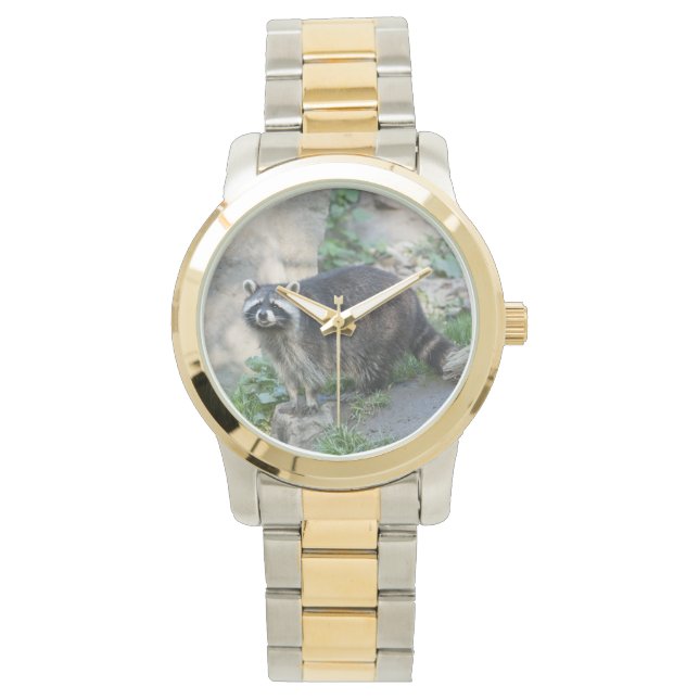 Raccoon Watch (Front)