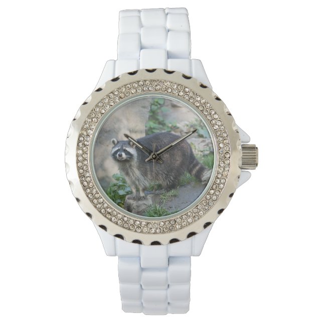 Raccoon Watch (Front)