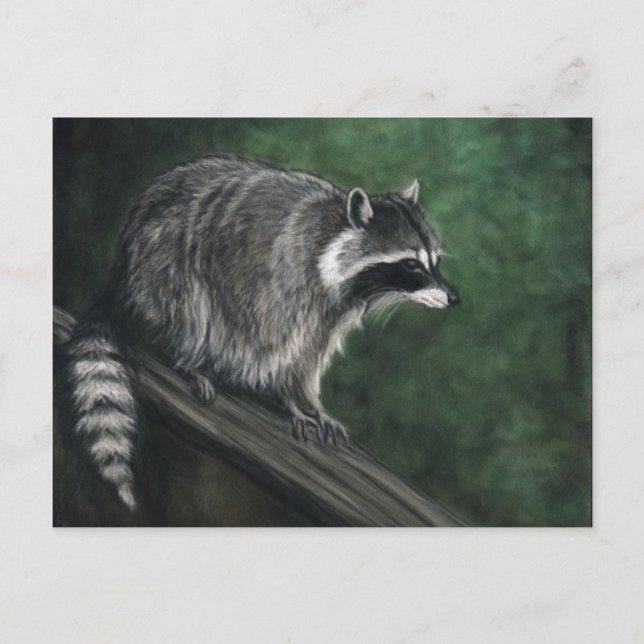 "Raccoon" Wildlife art Postcards (Front)