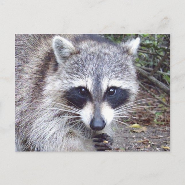 Raccoon Wildlife Series # 8 Carte postale (Devant)