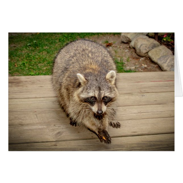 Raccoon with a chip (Front Horizontal)