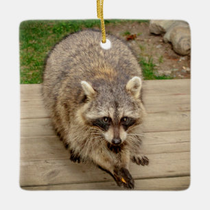 Raccoon with a chip ceramic ornament