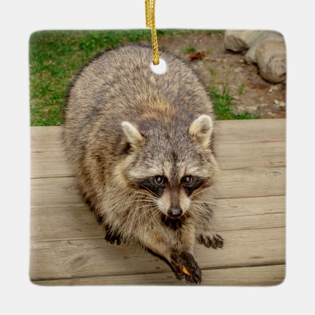Raccoon with a chip ceramic ornament (Front)