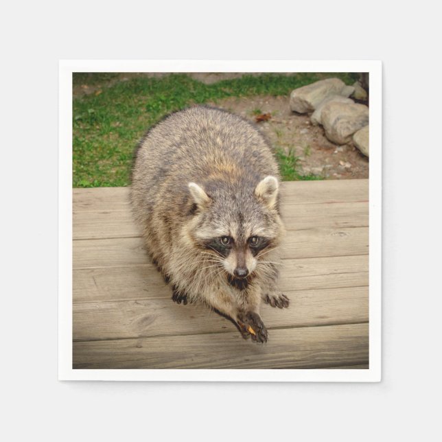 Raccoon with a chip napkin (Front)