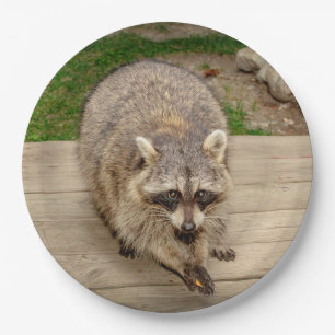 Raccoon with a chip paper plate