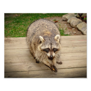 Raccoon with a chip photo print