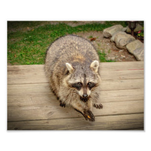 Raccoon with a chip photo print