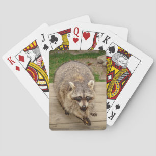 Raccoon with a chip playing cards